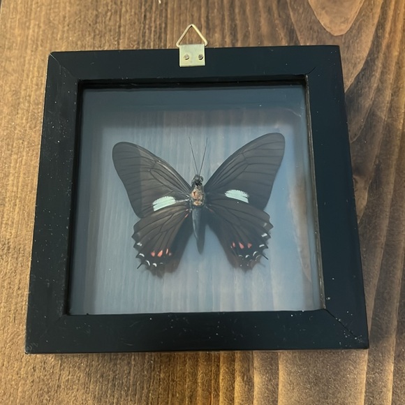 Real Butterfly Specimen Framed - Picture 2 of 3